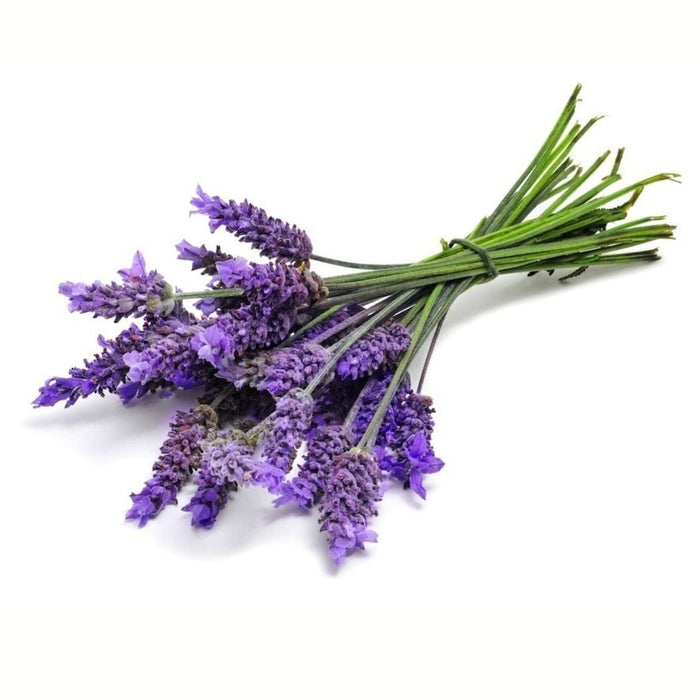 Lavender essential oil - doTerra